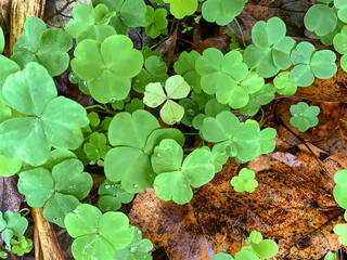 Green leaves of a shamrock plant in spring in the home landscape