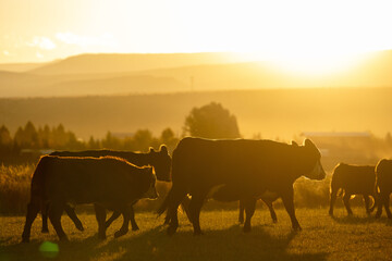 Cattle herd silhouette on a hazy morning
