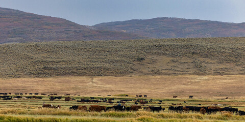 Cattle cow herd moving across pasture