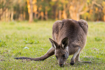 Australian kangaroo eating grass in the field with copy space © Uri Prat