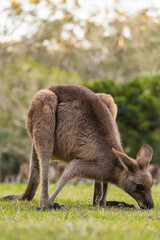 Portrait of a kangaroo eating grass in the park © Uri Prat