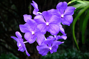 Purple set of Vanda Orchid with dark background - 752605354