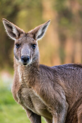 Close-up of an adult kangaroo staring at camera in Coombabah Park, Queensland, Australia - obrazy, fototapety, plakaty