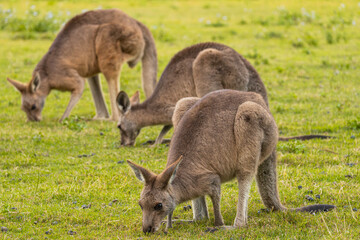 Three young kangaroos eating grass in Coombabah Park, Queensland, Australia © Uri Prat