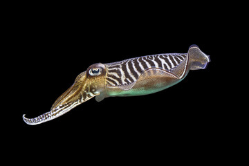 Naklejka premium Camouflage-visual perception of Sepia officinalis