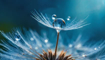 Close-up of dandelion seeds © Ümit