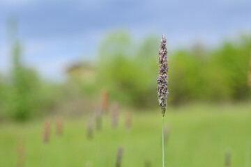 green spring spikelet on blurred nature background, green flowering spikelet on blurred spring nature background 