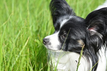 black and white dog running on a green meadow, papillon walking in nature 
