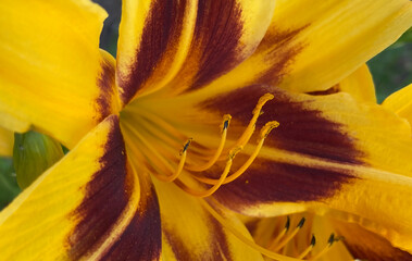 Daylily Anthers with Pollen
