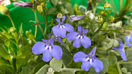 Blue Lobelia (Lobelia Erinus)