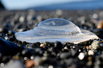 Medusa, transparente