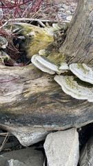 Bracket Fungi on Moldy Bare Trunk