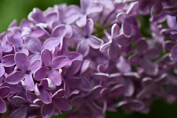 macro of lilac flowers as a background	
