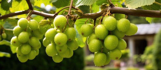 A collection of vibrant green grapes is hanging in a cluster from a tree branch. The grapes appear...