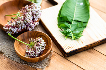 Virginia silkweed on the herbalist's table
