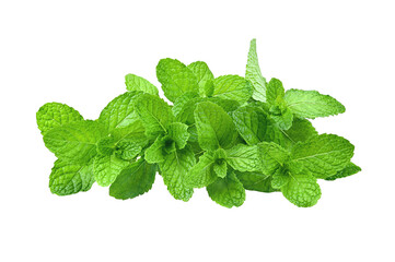 Mint leave  isolated on transparent png © nathanipha99