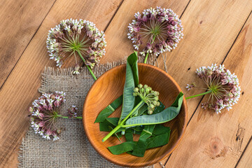Butterfly magnet: vibrant Asclepias flower