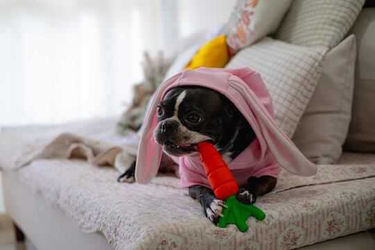 This adorable Boston Terrier dons a bunny costume, nibbling on a carrot, embodying the spirit of Easter joy. With floppy ears and a mischievous grin, this furry friend brings whimsy to the season.