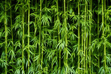 Fototapeta na wymiar Dense Bamboo Forest With Lush Green Leaves. Tropical Serenity Background Concept