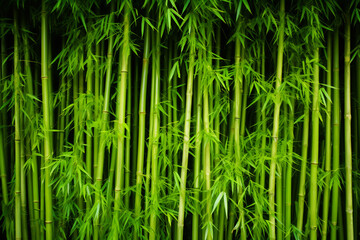 Dense Bamboo Forest With Lush Green Leaves. Tropical Serenity Background Concept