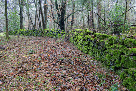 Moss Covered dry stone wall in Divet Ha Wood in the Scottish Borders, UK
