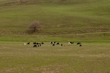 A small herd of sheep grazing on the slope of a green hill.