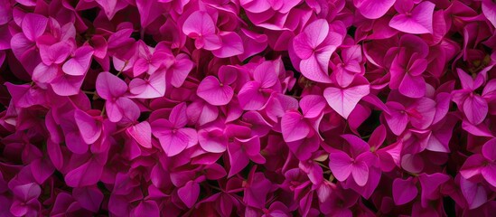 A close-up view of a bunch of vibrant purple flowers, known as Majestic Magenta Bougainville, showcasing their stunning beauty and intricate details. The flowers are clustered together, creating a - obrazy, fototapety, plakaty