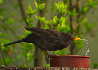 Amsel trinkt Wasser