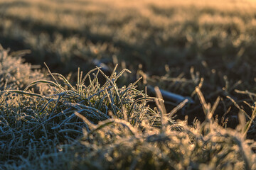 Detail of frozen grass at sunrise in cereal crop under sunlight
