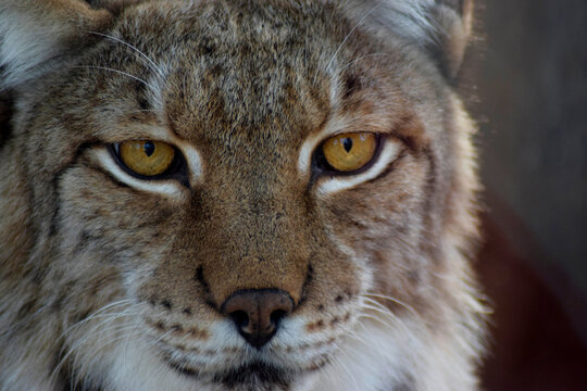 Wild Beauty: Intimate Portrait of a Lynx in its Natural Habitat