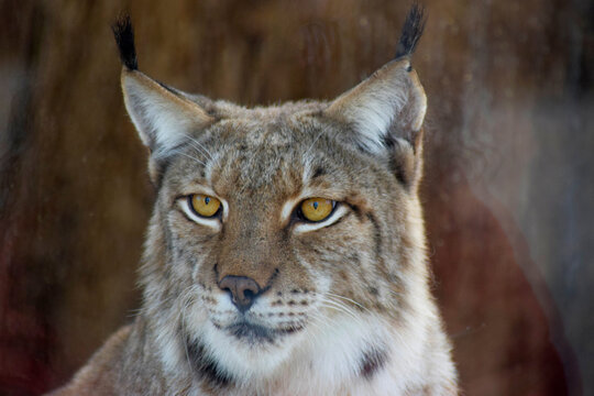 Majestic Encounter: Close-up of a Lynx in the Wild