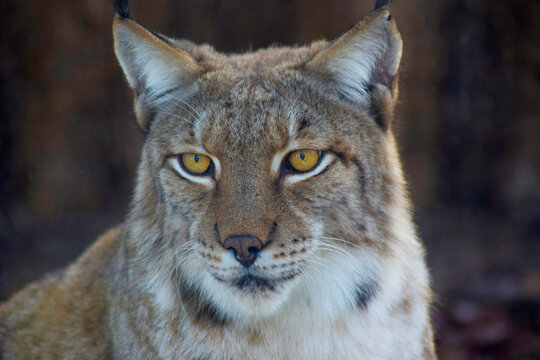Eye of the Predator: Capturing the Essence of a Lynx in Close Proximity