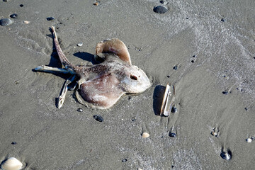 Dead little skate fish washed up on a wet sandy beach
