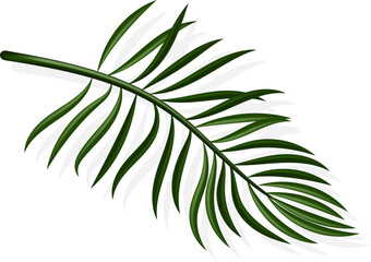 coconut leaf with shadow. Assorted tropical leaves for summer decor, sales, invitations, banners, flyers.