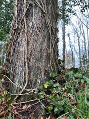 Tree Trunk rough grooved bark ivy vines autumn winter forest