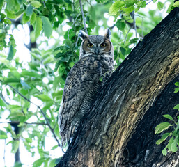 Great Horned owl on tree