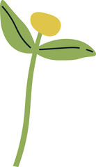 Coriander Plant Sprout