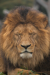 portrait of a lion