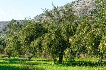 Olive tree branches loaded with olives ready to harvest. Heraklion, Crete, Greece.