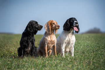 A group of hunting spaniel dogs are sitting in a field among green grass. Three dogs of different colors. Hunting dogs.