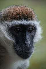 Monkey portrait 2.0