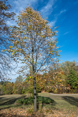 Obraz premium Autumn view of South Park in city of Sofia, Bulgaria