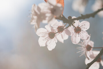 Dreamy cherry blossoms emerge through a hazy glow, their delicate petals backlit by a gentle, diffused sunlight.