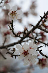 Captivating almond blossoms showcasing white petals with crimson-tipped stamens, elegantly perched on a woody branch.