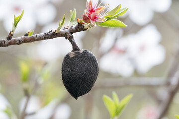 Stark contrast between a withered almond fruit and the vibrant new blossoms and leaves on a...
