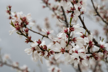 Almond tree branches laden with clusters of white blossoms, each petal opening to the spring air with reddish accents at their center.