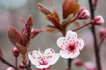 Vibrant cherry blossoms unfurling amidst reddish-brown foliage, the redolence of spring captured in the crisp detail of each petal and bud.