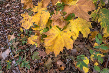 Autumn view of South Park in city of Sofia, Bulgaria