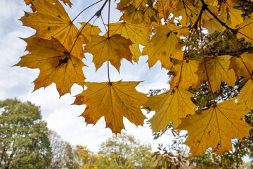 Autumn view of South Park in city of Sofia, Bulgaria