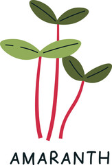 Amaranth Sprouts Microgreen